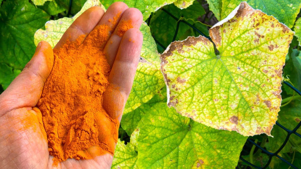6 AMAZING MIRACLES OF TURMERIC IN GARDEN | TURMERIC POWDER FOR PLANTS