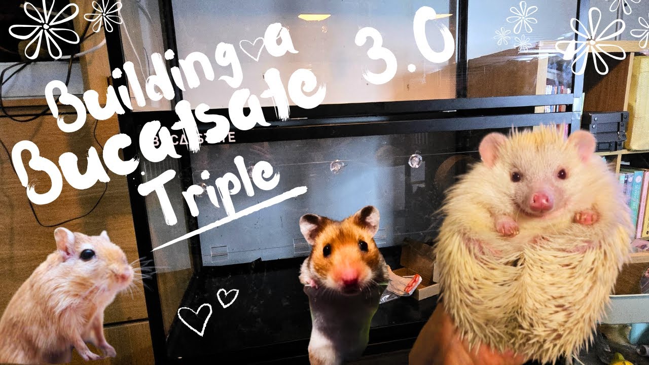 Building 3 Bucatstate 3.0 Cages While Chatting About My Animals 🐹🦔 Hamster | Hedgehog | Gerbils