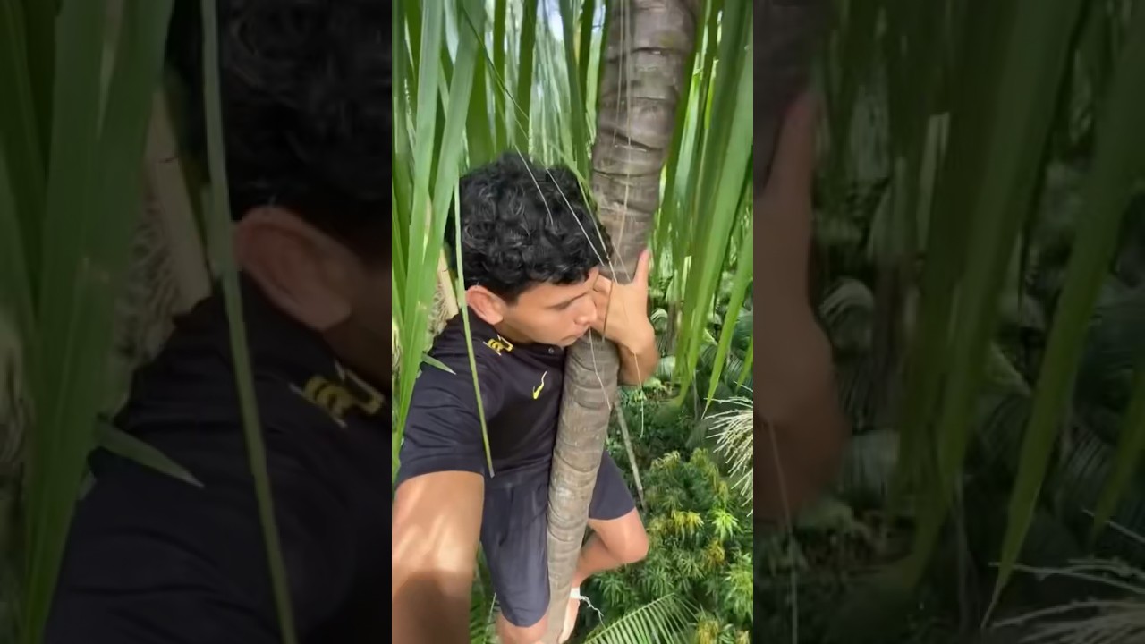 APANHANDO A&Ccedil;A&Iacute; NA ILHA DAS ON&Ccedil;AS 🐆 #interior #peixesamazonicos #pesca #aca&igrave; #ribeirinho #paraense