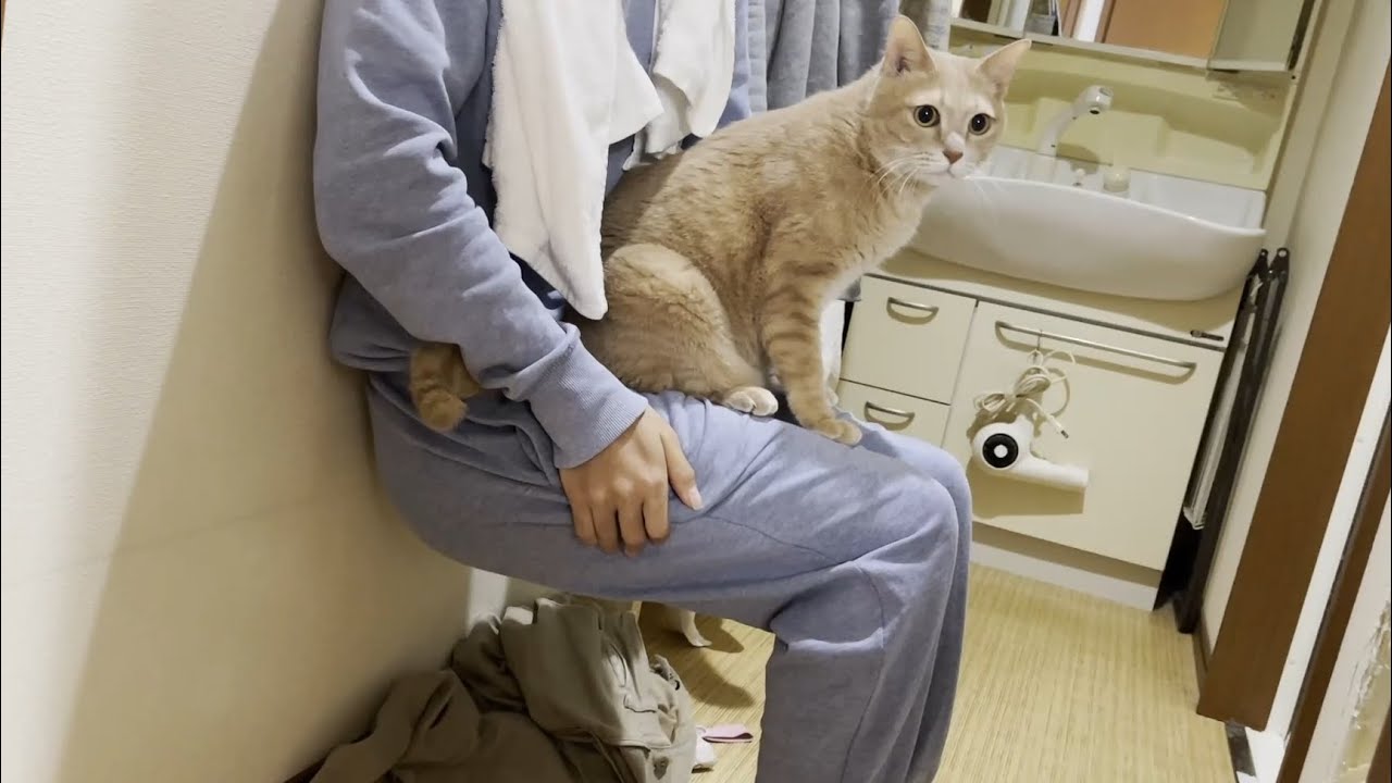 息子とイチャつく猫を邪魔する猫と観察するお父さん
