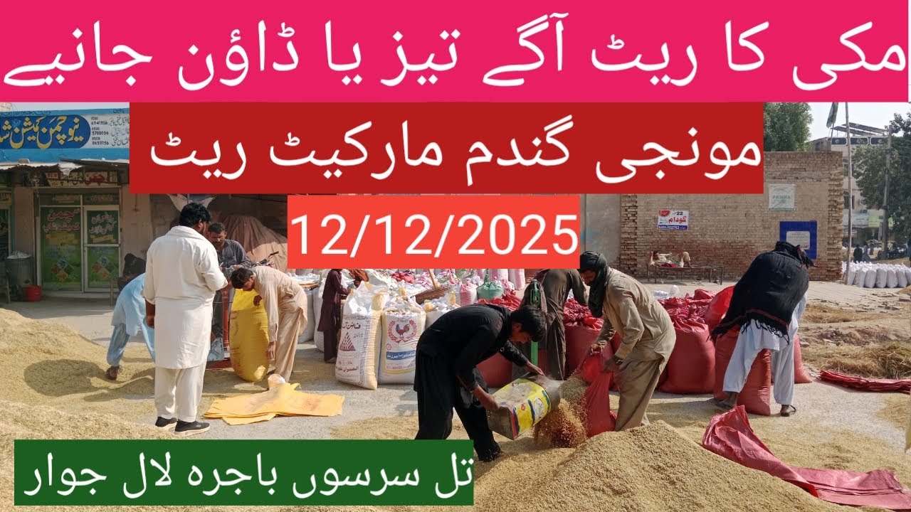 Makki munji ka rate today| Gandam price today| sarso till bajra| ghalla Mandi Arifwala Punjab