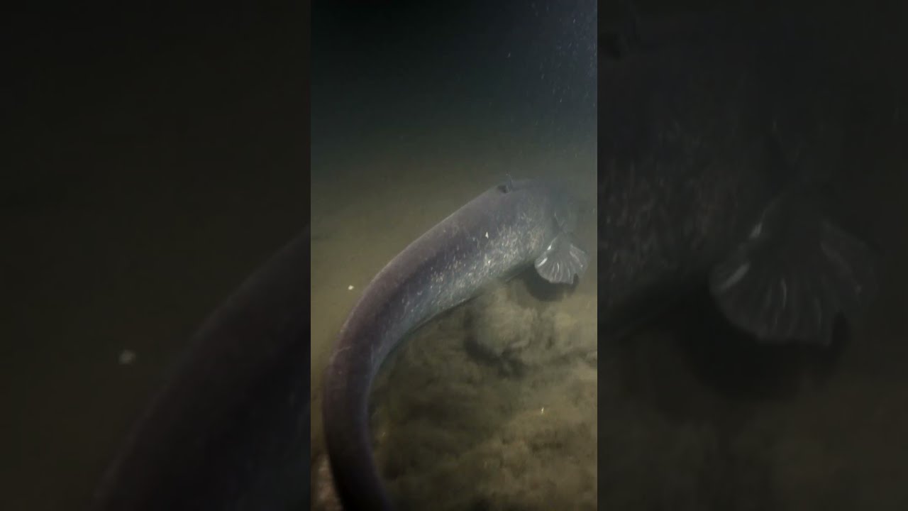 Giant catfish hunting in the night. Underwater action never seen before.