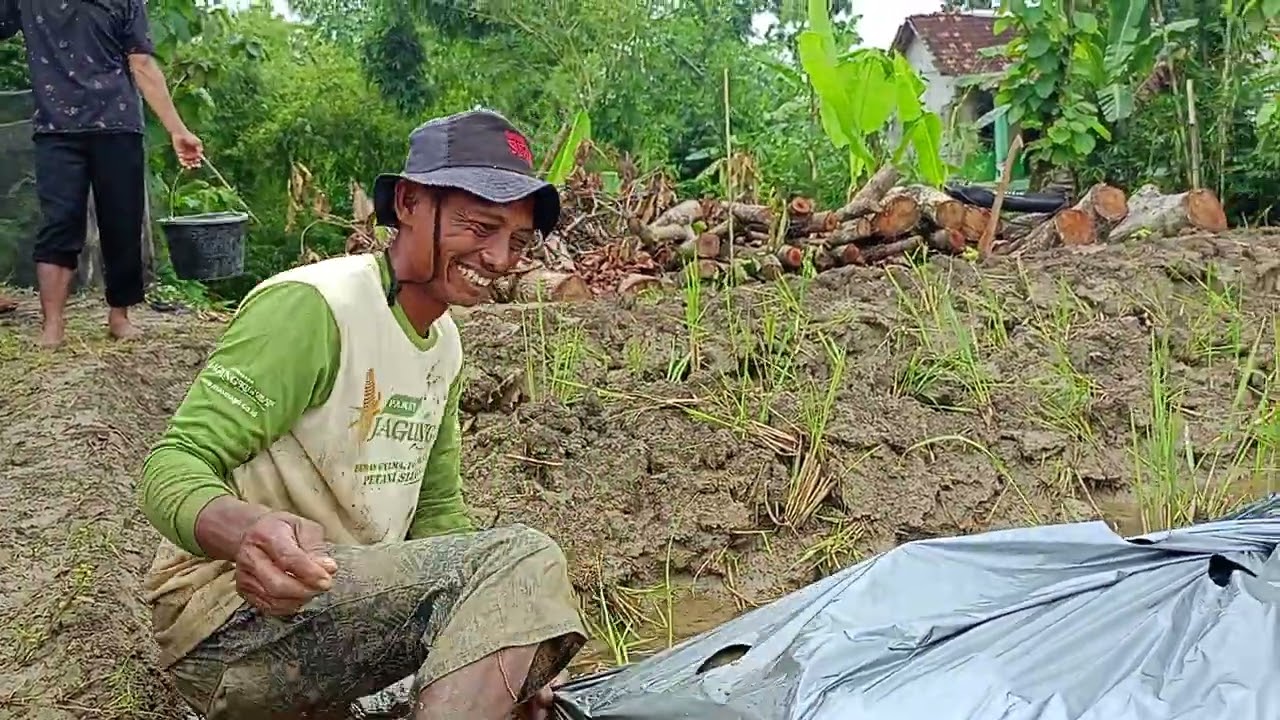 Cara Memasang Plasti Untuk Tanam Cabe 