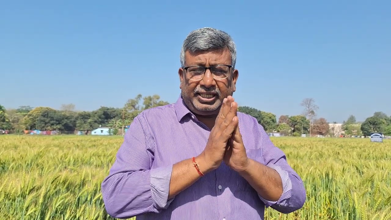गिरे हुये गेहूँ को बचाने के उपाय