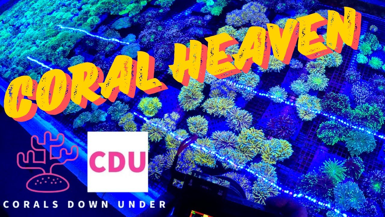 Shopping for Australian Coral at Corals Down Under Mackay!