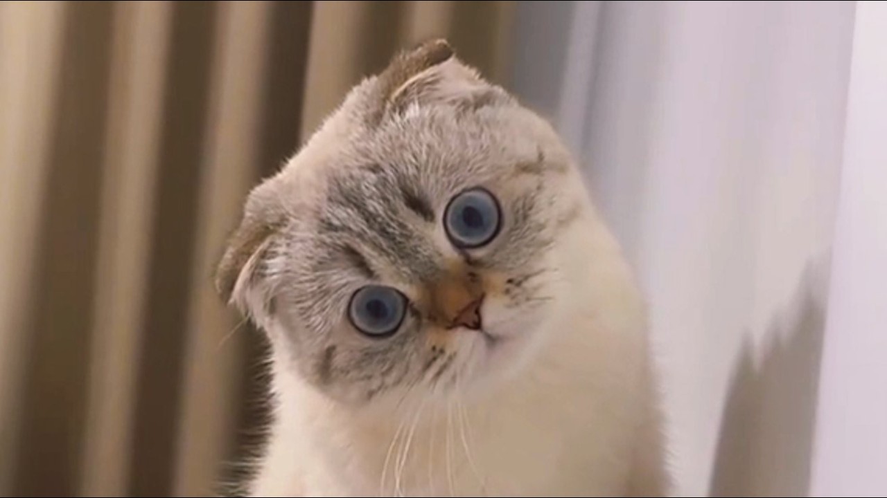 She Was Returned for Being Too Quiet—Now She REFUSES to Stop Talking