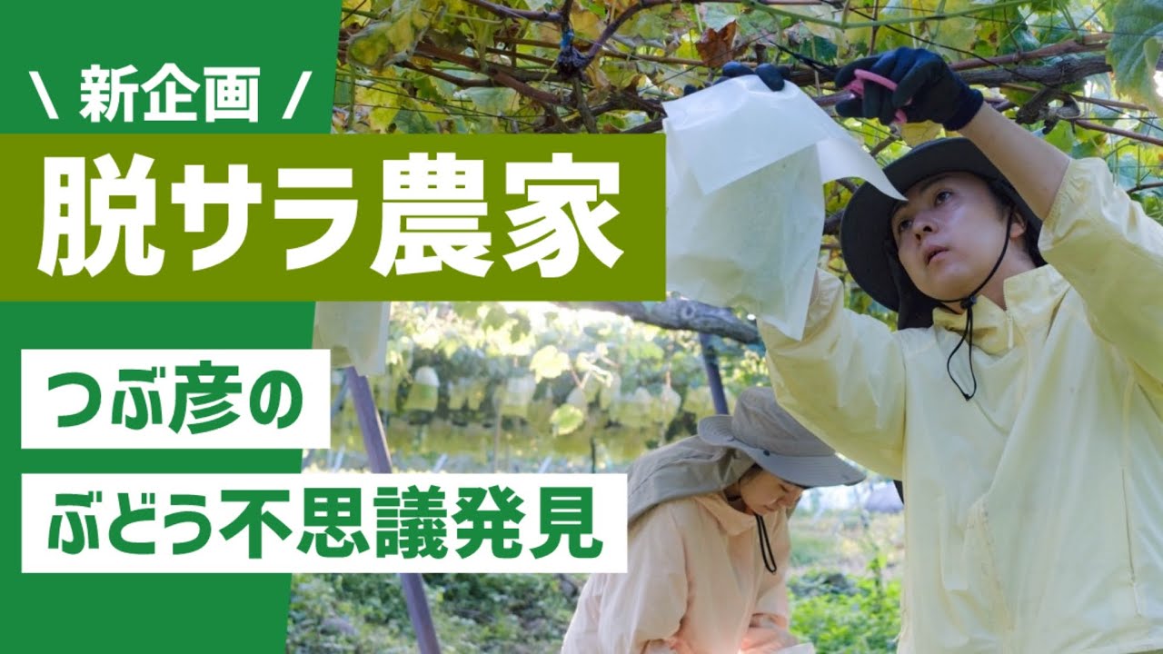 【告知】脱サラ農家・つぶ彦の【ぶどう不思議発見】新企画スタート🍇