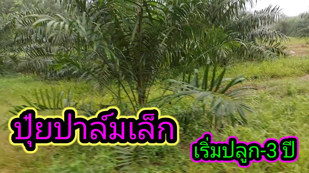 การใส่ปุ๋ยปาล์ม|ปุ๋ยปาล์มเล็ก|ปุ๋ยปาล์มแรกปลูก|วังอโกร