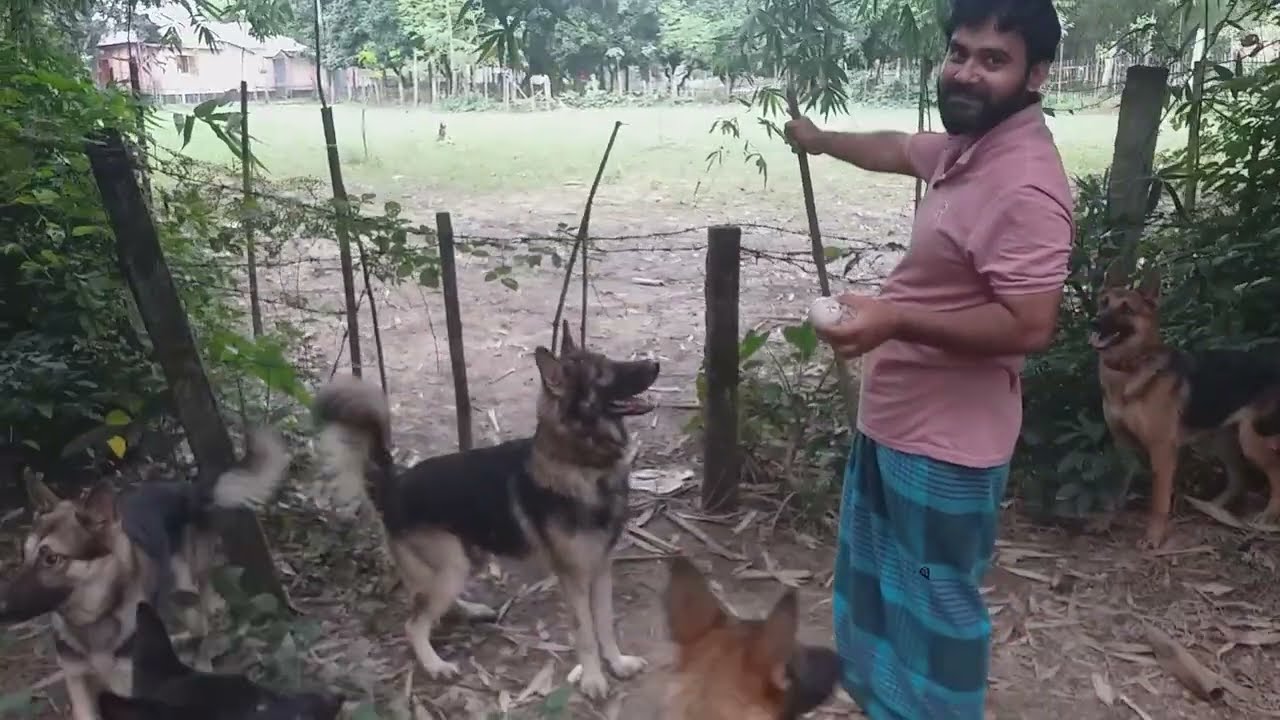 দিনাজপুরে ডগের খামার।  Dog house dinajpur