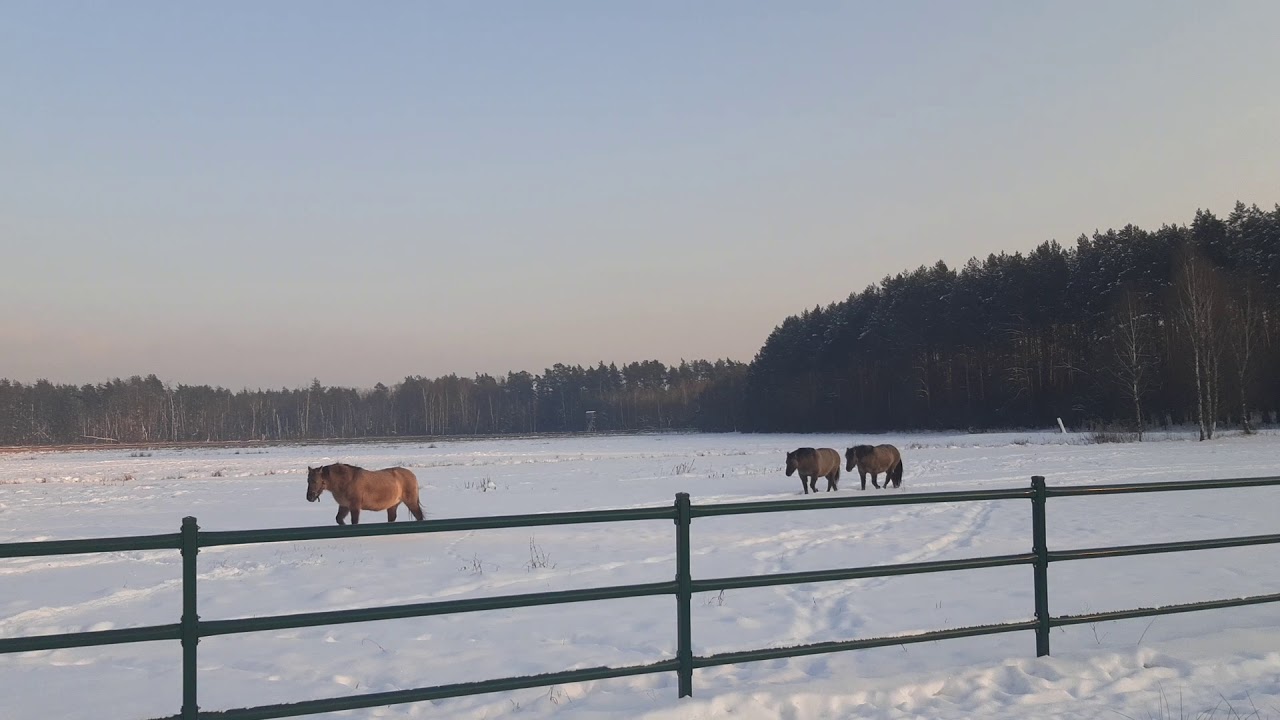 Koniki polskie zimą. Polish wild horses in winter.