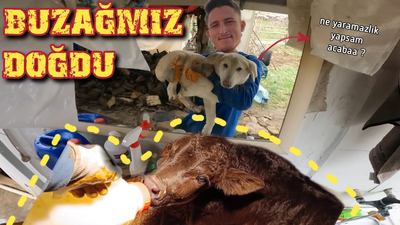 BUZAĞMIZ DOĞDU !!! / PAMUK YARAMAZLIK PEŞİNDE !! / GÜNLÜK VLOG