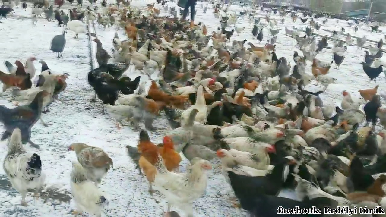 Igazi házi kendermagos tyúkok - chicken. Tradicionally kept hens in Transylvania.