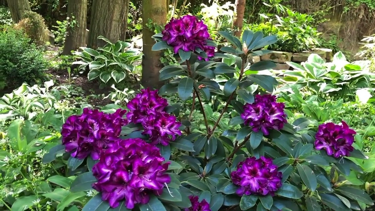 Rododendrony kwitnące w maju