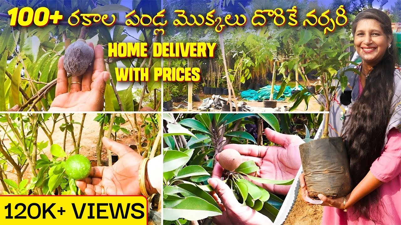 🔴100+ Fruit varieties Plants in One Nursery | Home DELIVERY available | Best nursery in Hyderabad
