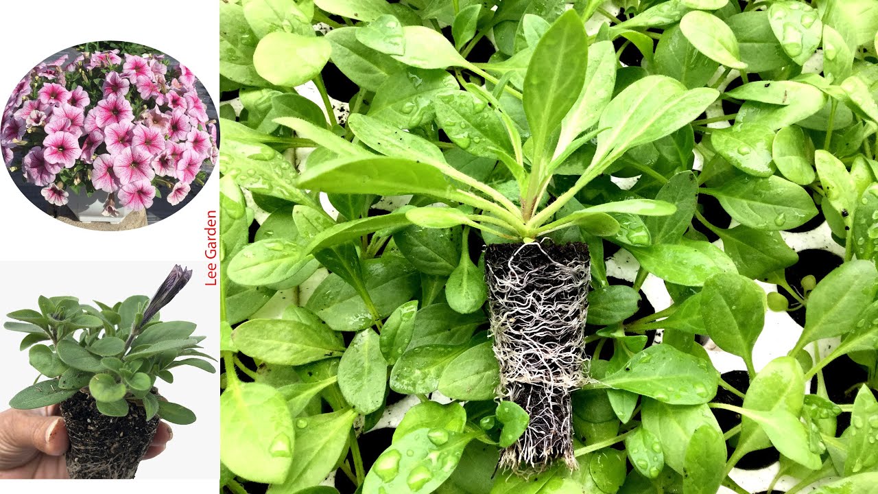 Cách gieo hạt dạ yến thảo thành công 100%