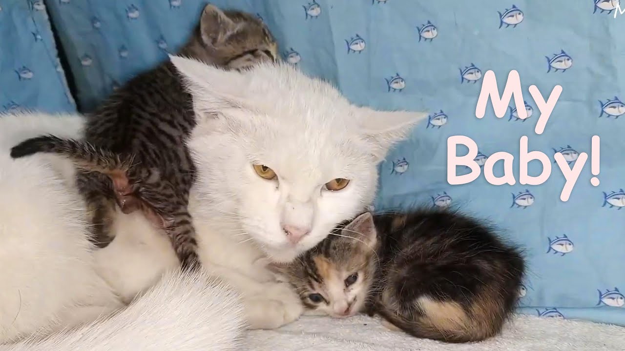 The Adopted Kitten Snuggles Deep into Foster Dad Cat’s Litter 😿 ~ POOR KITTEN Nursed by BIG CAT