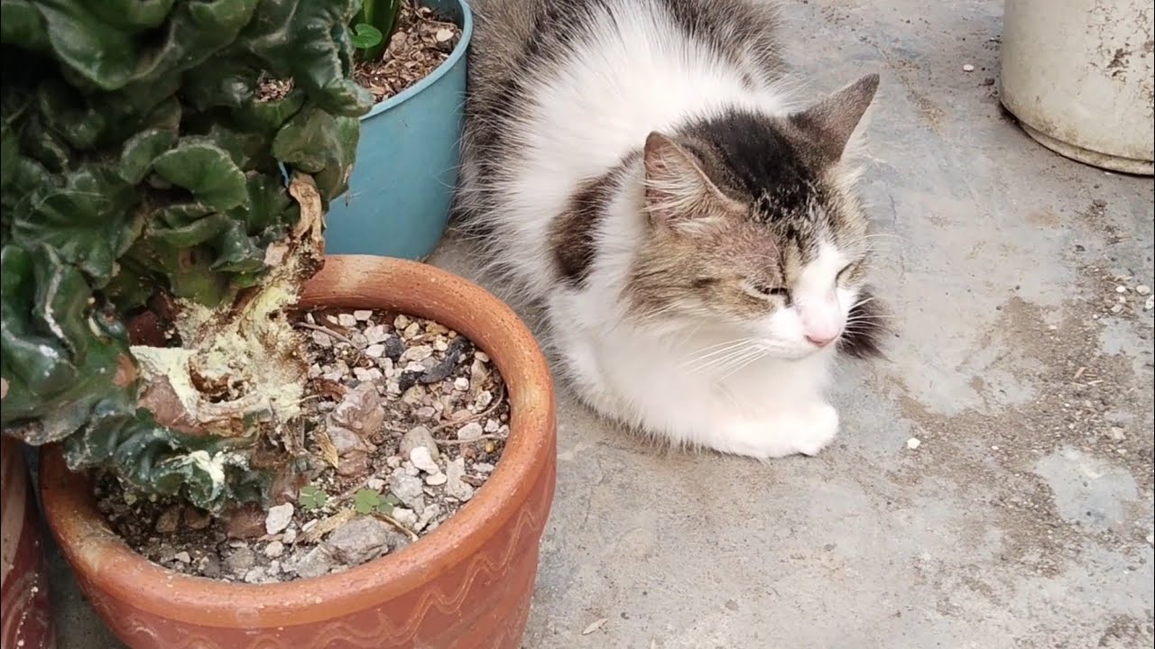 ¡CUIDADO CON LAS MASCOTAS EN TU JARDÍN!