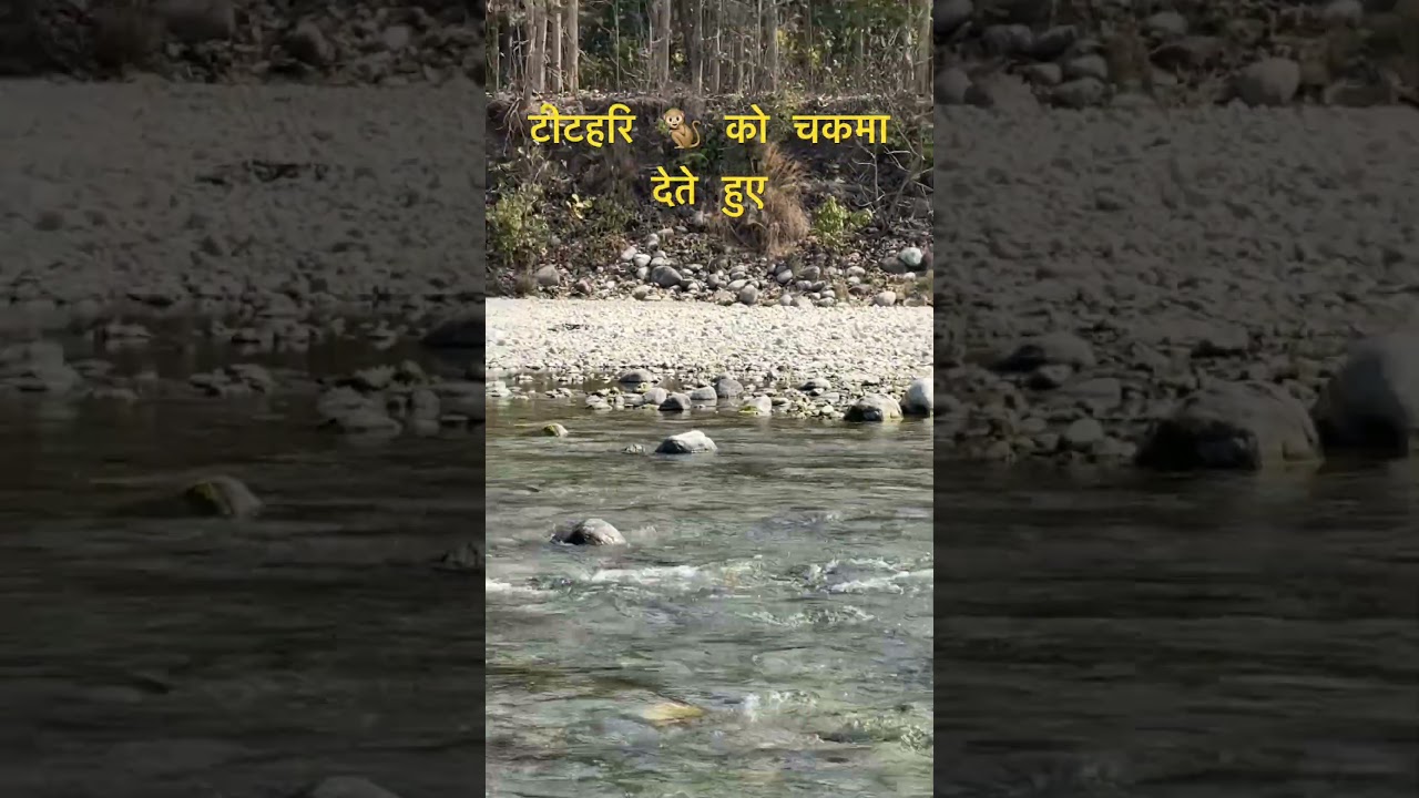 टीटहरि अपने अंडों की रक्षा करते हुए #shortsviral #trending #tigerspotted #jimcorbett #wildlife