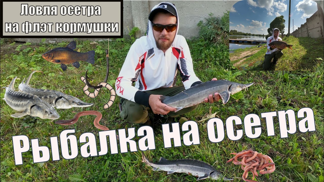 Рыбалка на осетра. Ловля осетра на флэт кормушки.
