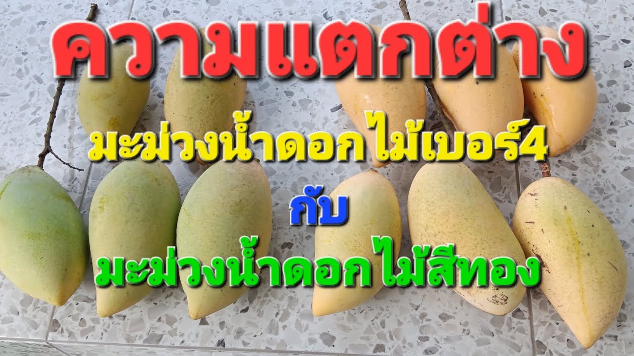 ความแตกต่างระหว่างมะม่วงน้ำดอกไม้เบอร์ 4 กับ มะม่วงน้ำดอกไม้สีทอง #มะม่วง #เศรษฐกิจพอเพียง