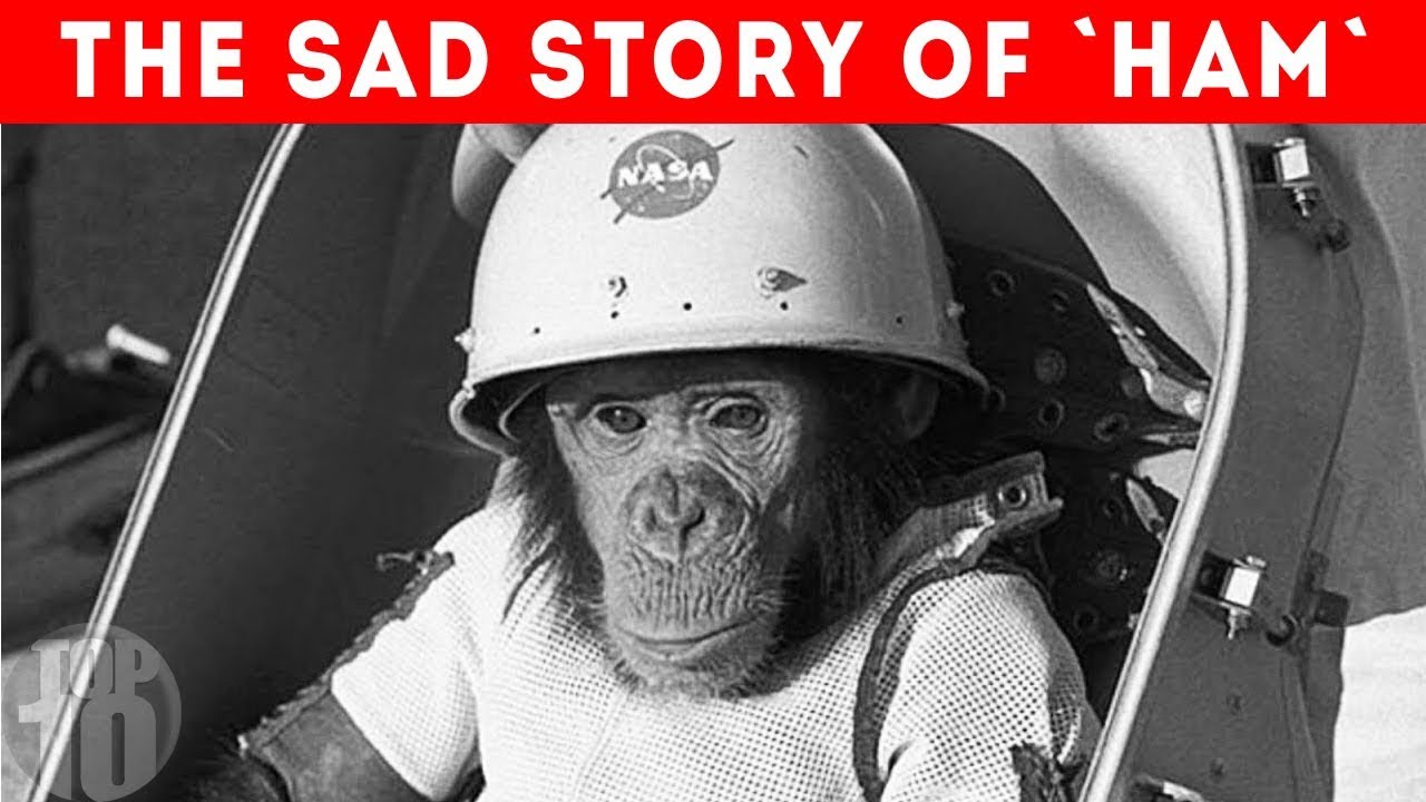 What Happened to the First Monkey in Space?