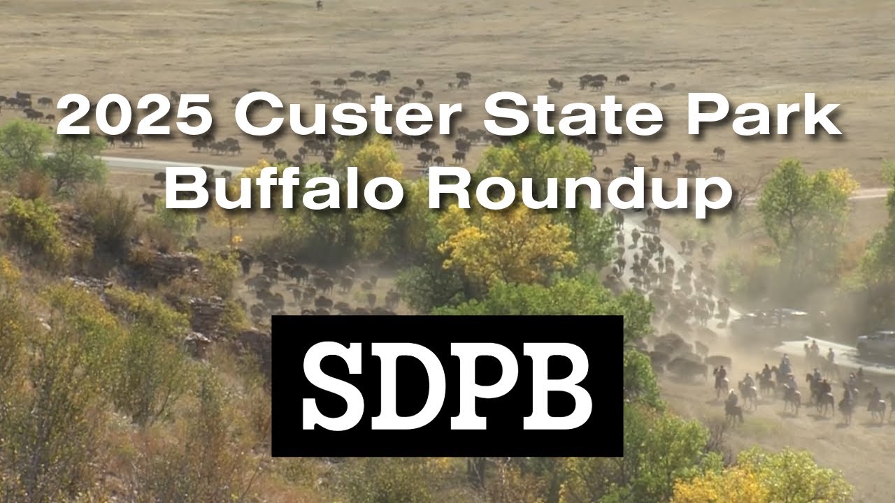 2025 Custer State Park Buffalo Roundup