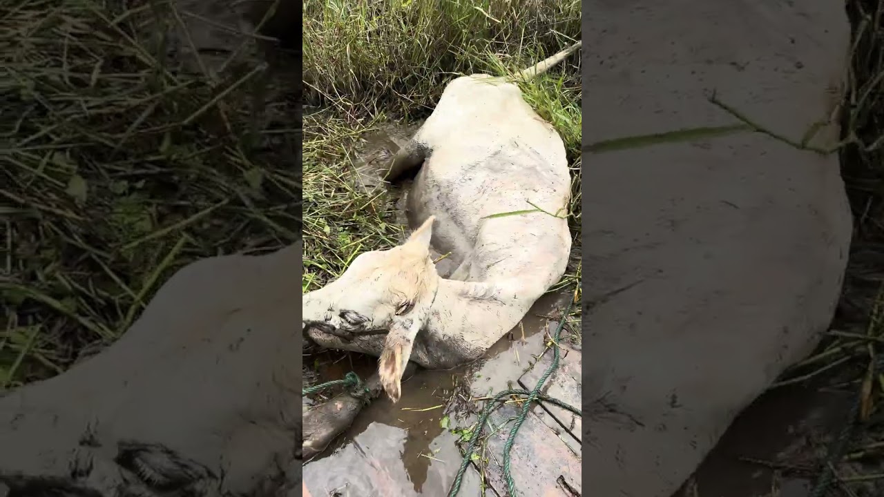 Así es como logramos sacar a nuestra vaquita del pantano!🥹🐄
