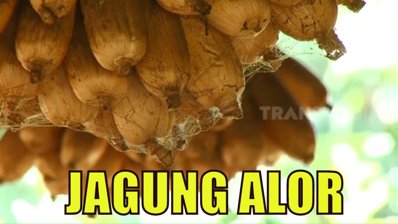 Aneka Olahan Cemilan Jagung Dari Alor | JEJAK PETUALANG