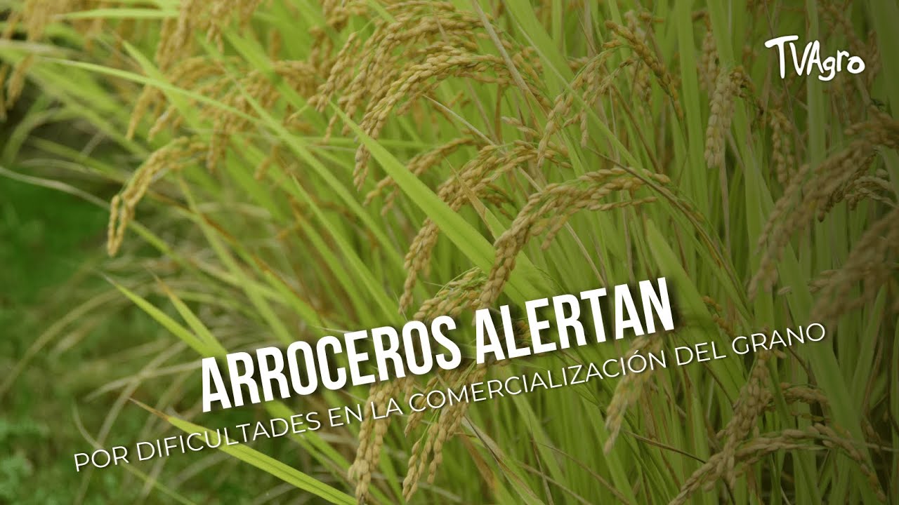 Arroceros alertan por dificultades en la comercialización del grano - TvAgro por Juan Gonzalo Angel