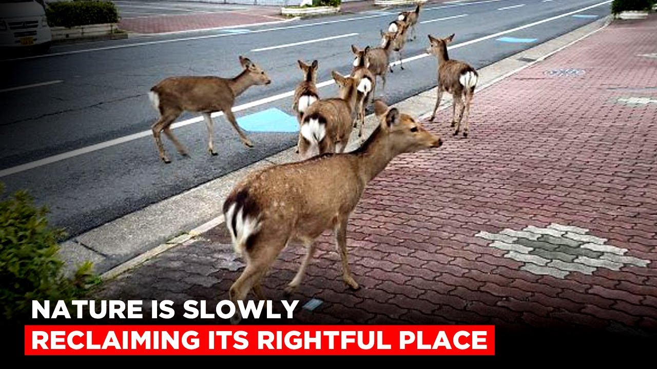 COVID-19: Nature During Lockdown Across The World