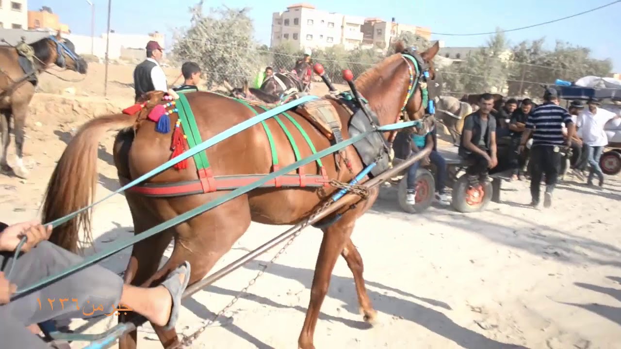 سوق الخيل فى غزة