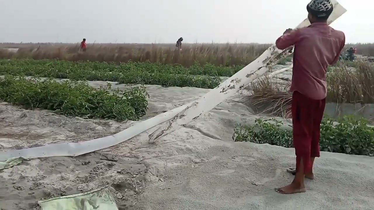 Farmers irrigate tomato crops with diesel engine water pumps.#trending #farminglife 