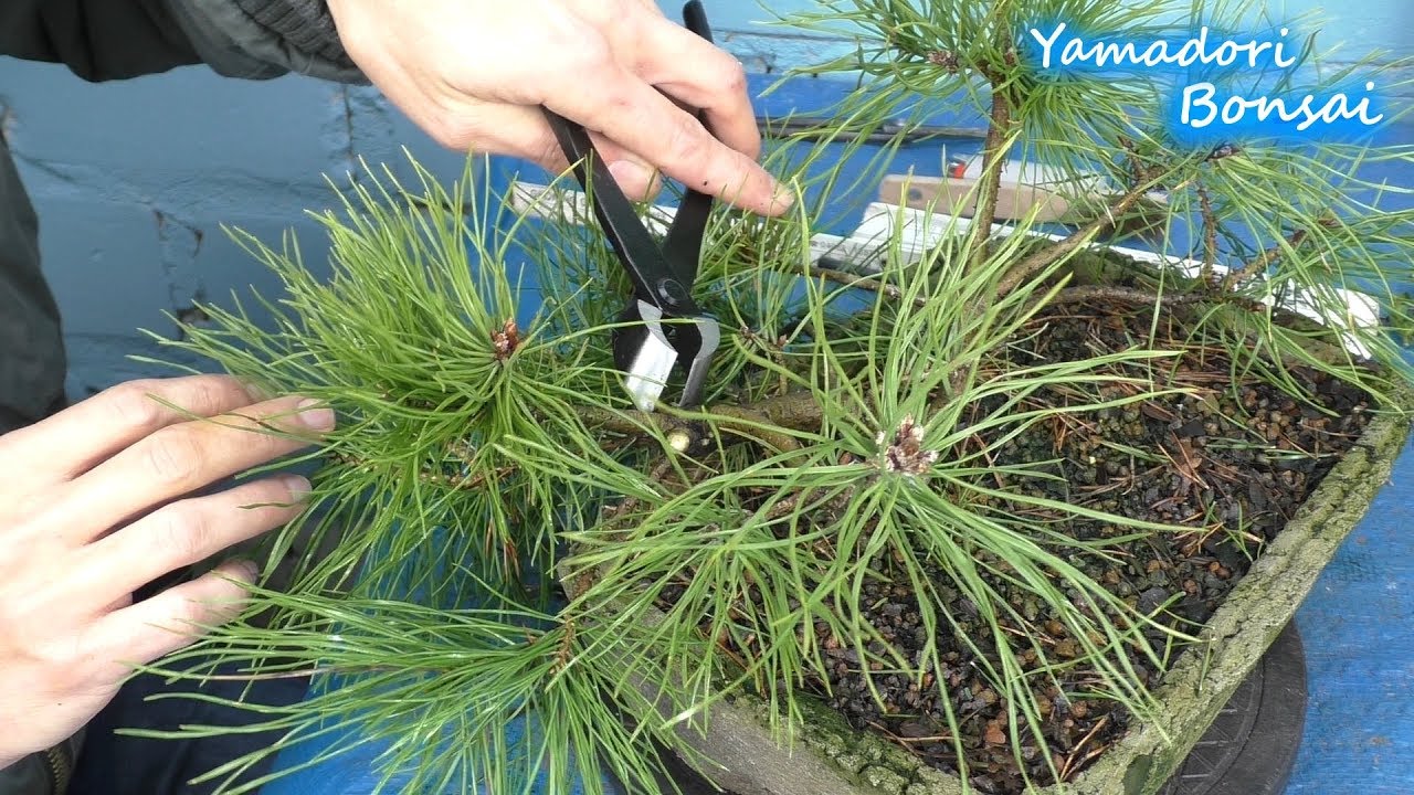 Yamadori Bonsai Gestaltung einerWaldkiefer