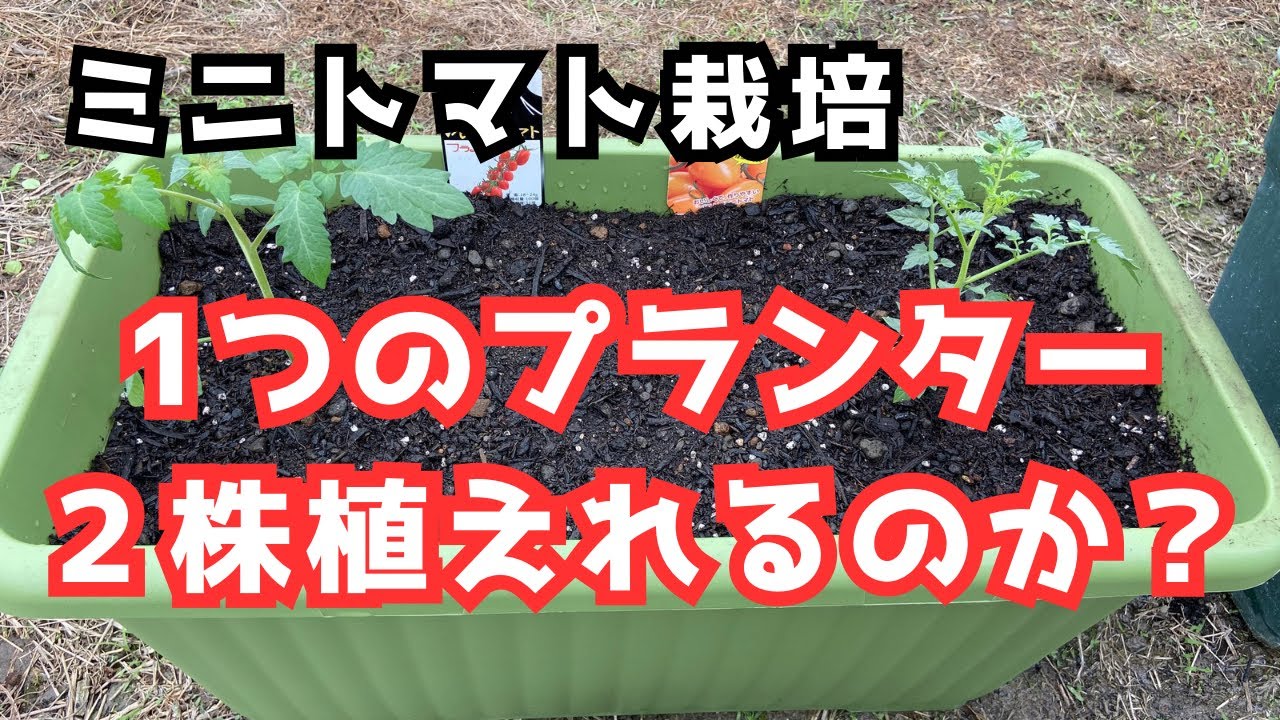 プランターミニトマト「2株植える時の注意点」株間、プランターサイズ、土の量
