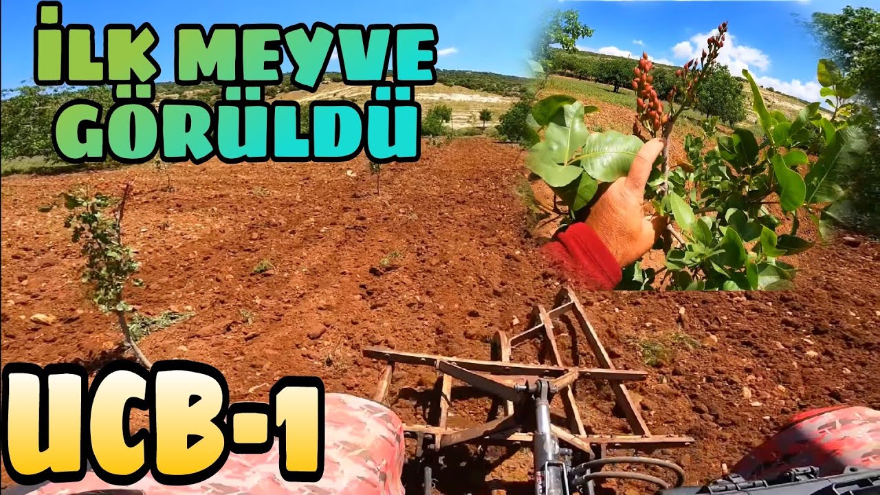 UCB-1 SÜRÜM ve SON DURUM... 3 YAŞINDA İLK MEYVELERİNİ VERDİ. ..