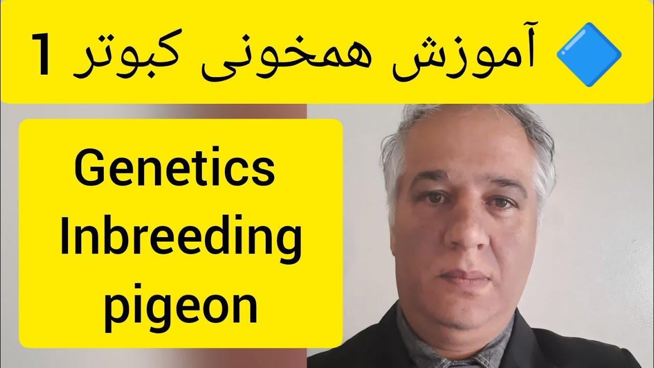❤️🔷  همخونی در کبوتران خانگی  (شماره 1 از 11 ) توسط آقای دکتر عباس اسدزاده   Inbreeding pigeons