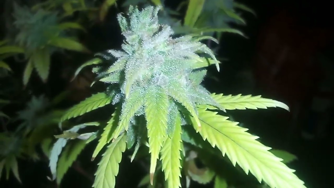 Grimm Glue