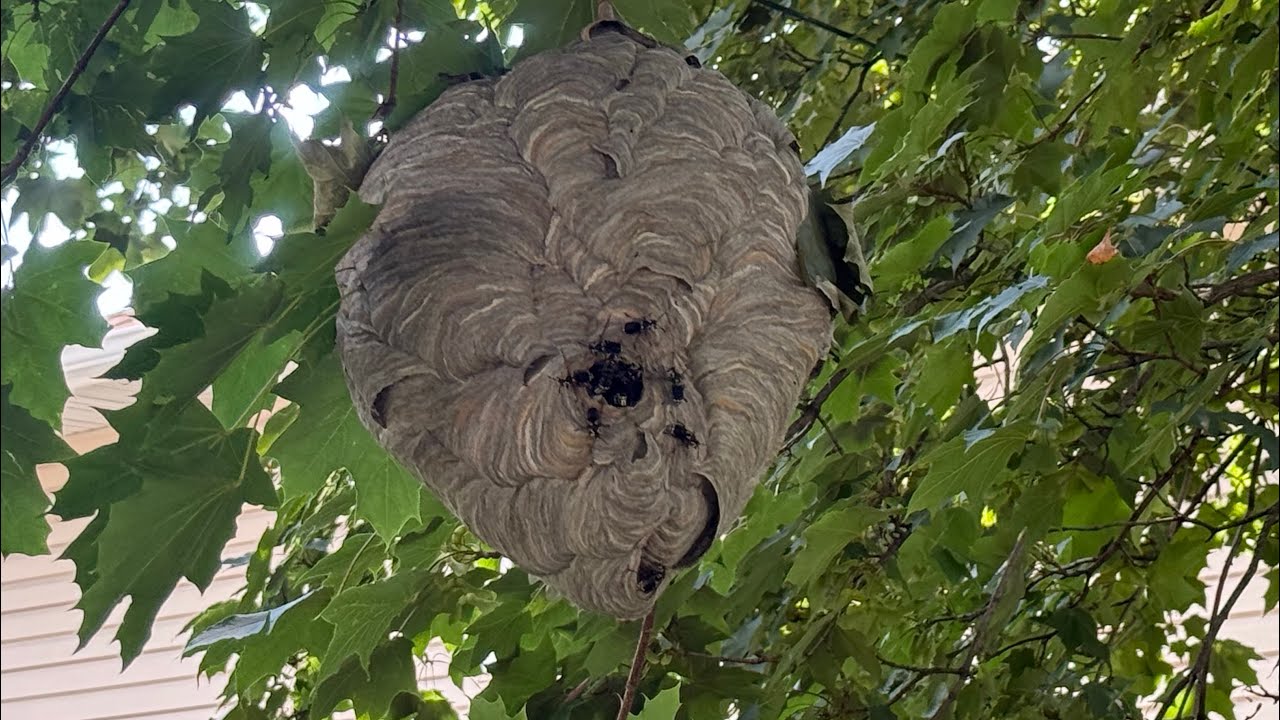 Great stuff pest block vs bald face hornet nest (can we seal in the swarm) 
