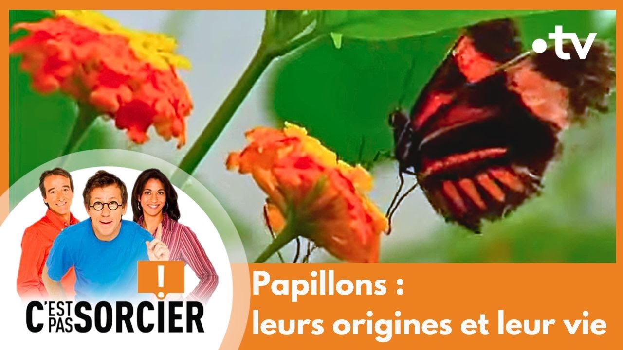 Papillons : leurs origines et leur vie - C'est pas sorcier [Intégrale]