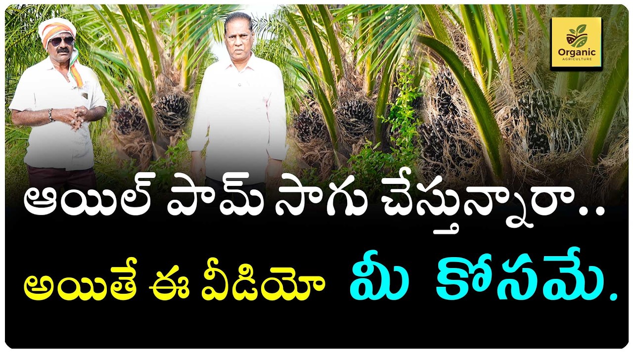 30 సంవత్సరాలు లాభాలను అందించే ఆయిల్ పామ్ చేస్తున్న రైతుల క్షేత్రం లో ఫీల్డ్ విజిట్..