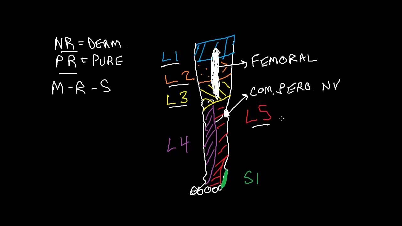 Lower Extremity: Nerve Root vs Peripheral Nerve Sensory Complaints