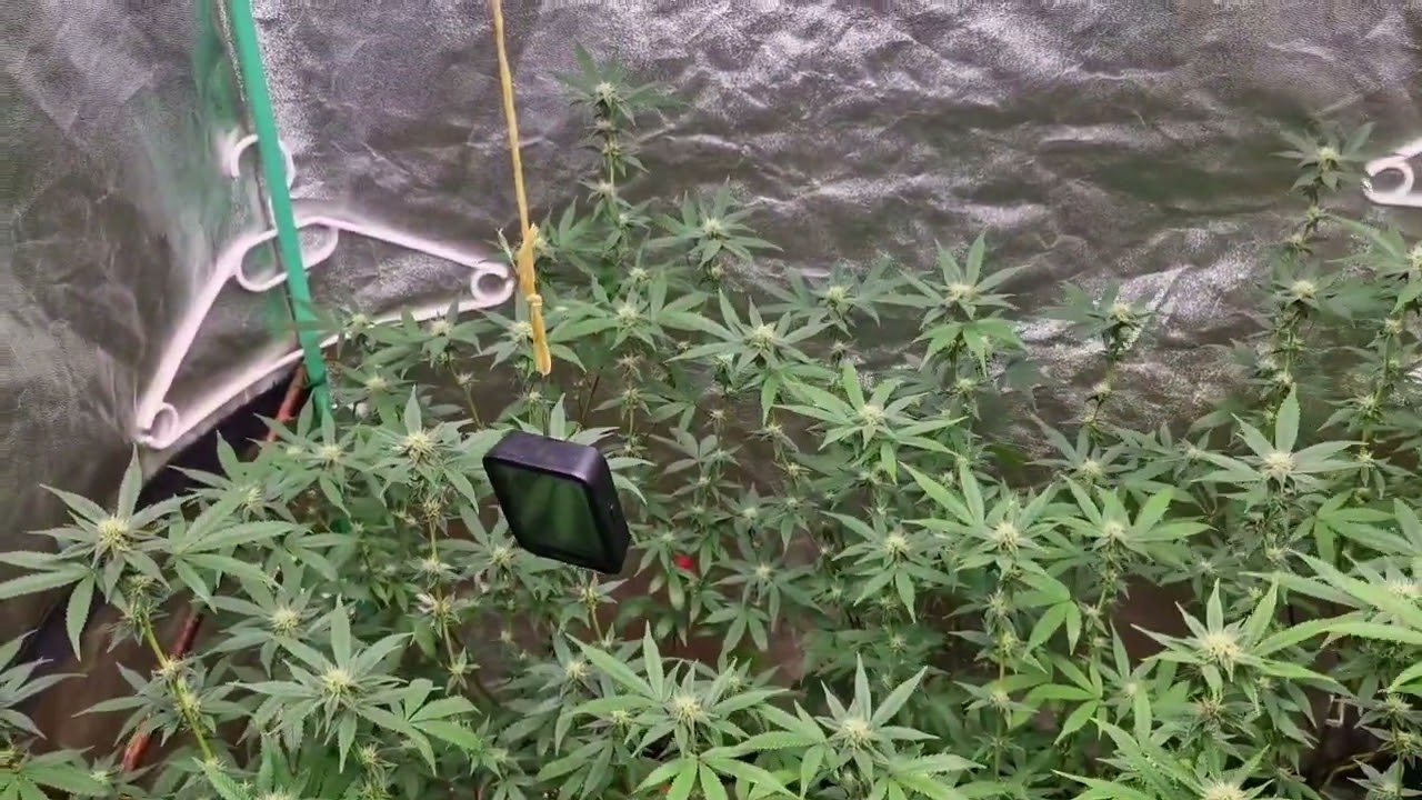 Update aus dem Growzelt, HerzOG, Gelato44, Dynamite Diesel 💚 #grow #green #420 