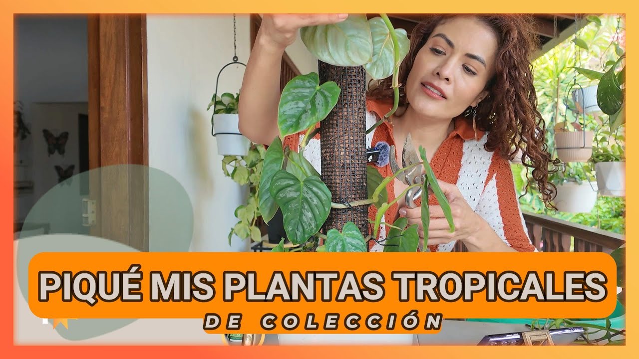 🤯😭🍃Con el DOLOR en el ALMA Me arriesgué y REPRODUJE  MIS PLANTAS TROPICALES de colección👩‍🌾💥😵