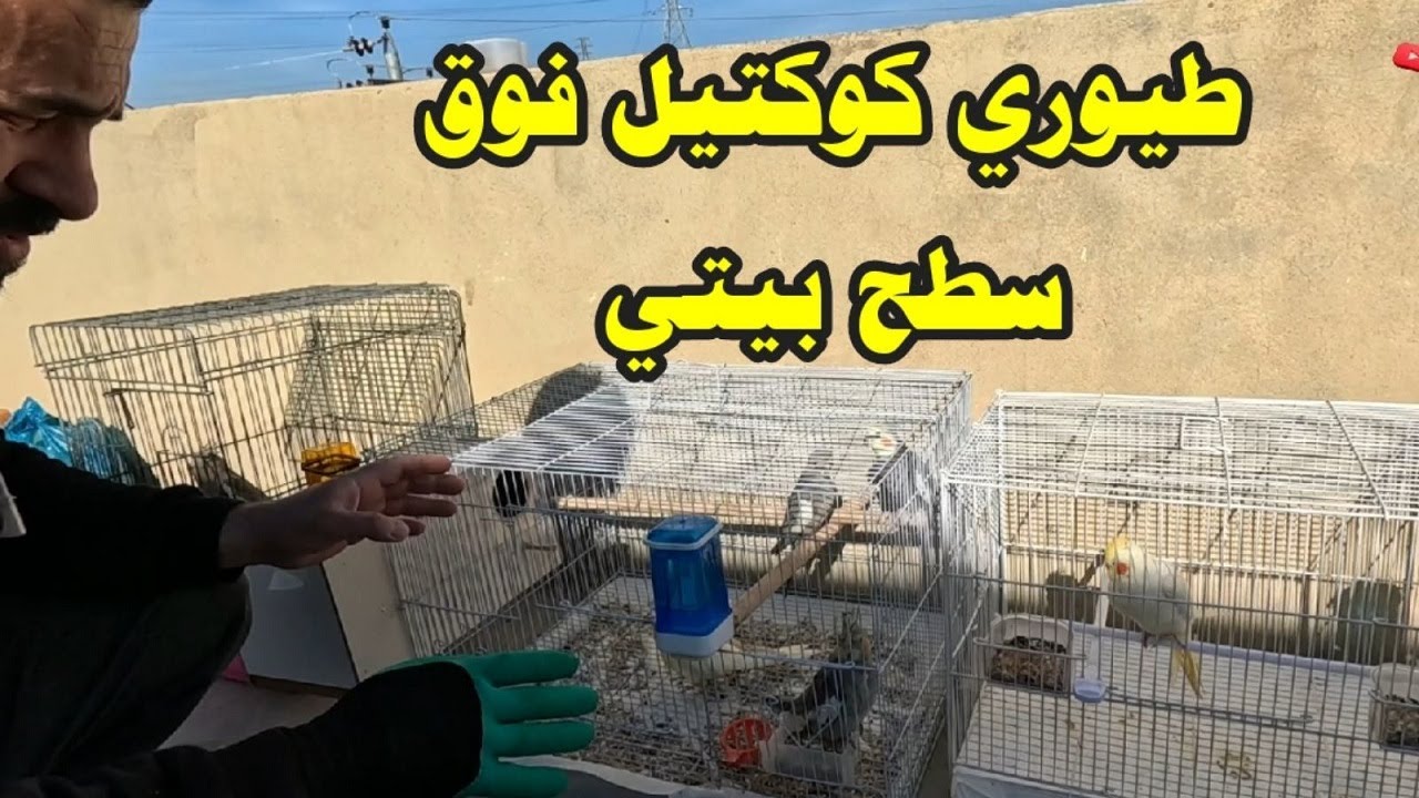 Разведение корелл на крыше