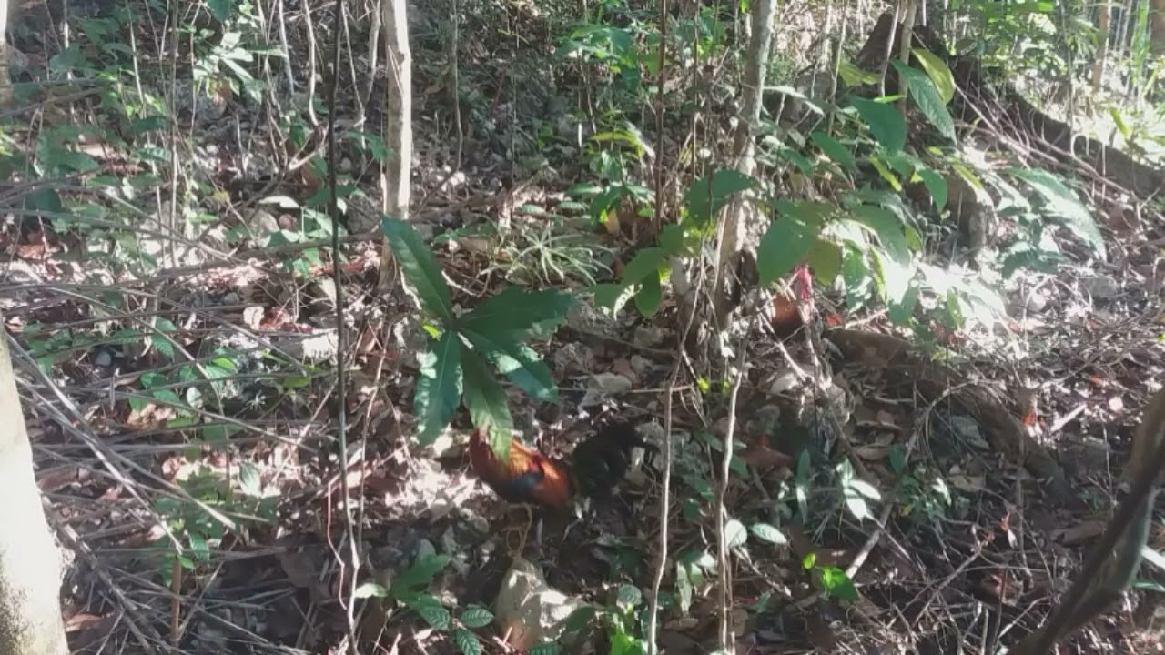 muli nating binalikan ang labuyo na pilay