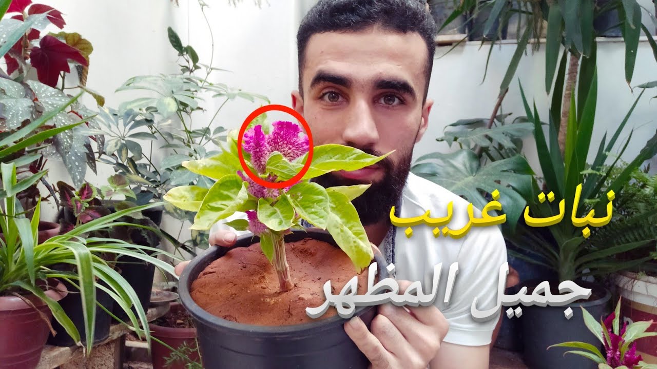 زراعة نبات عرف الديك في المنزل