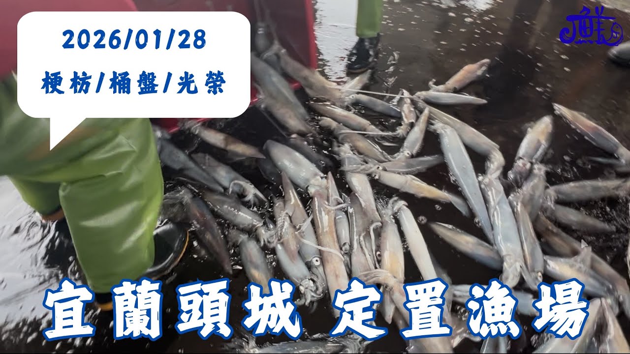 【來去宜蘭買魚趣~】2026/01/28 煙仔虎 透抽 野生石斑拍賣 還有稀有夢幻白金闊北魚 ＃石城＃梗枋＃桶盤