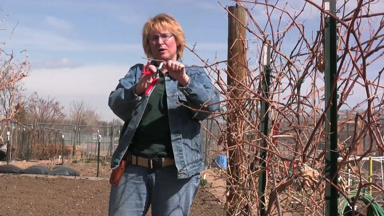 HOW TO VIDEO: PRUNING GRAPES