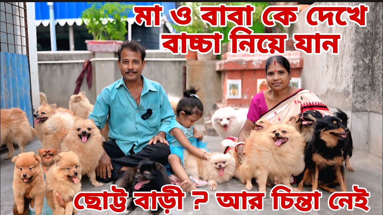 কম দামে কুকুর ছানা!home breed puppy sell lowest price! dog market in Kolkata! pomeranian puppy