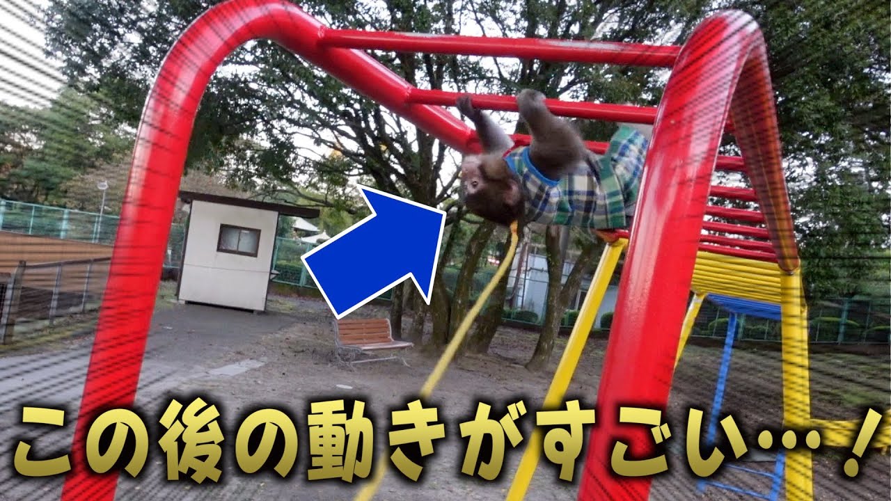 子猿をはじめて公園に連れて行ったらすごい動きした！！！